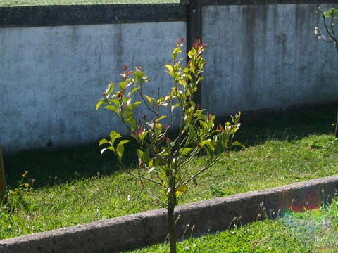 Horta Exterior - Aspeto de uma das várias árvores de fruto que compõem a nossa área de pomar - um limoeiro.